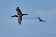 Sula leucogaster Fou brun_D8S5417_tn